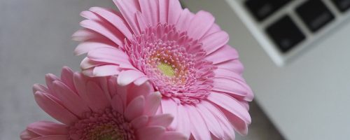 flower-3121972_1920 flower-3121972_1920
